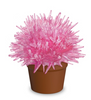 Magic Cactus Crystal